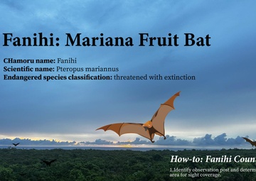The Mariana Fruit Bat: Guam’s cultural and environmental bridge