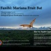 The Mariana Fruit Bat: Guam’s cultural and environmental bridge