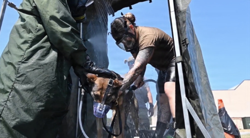 Military Personnel cleaning dog both are in protective gear.