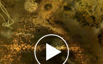 Microscopic imagery of viruses and bacteria illustrates the video &quot;BIOLOGICAL RAPID RESPONSE: PREPARING FOR SURPRISE,&quot;