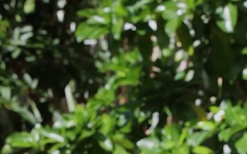 U.S. Army Pacific Hologram