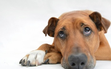 Book Pet Health Certificate Screening Now for OCONUS PCS Moves