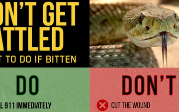 Don't Get Rattled: What to Do if Bitten by a Rattlesnake