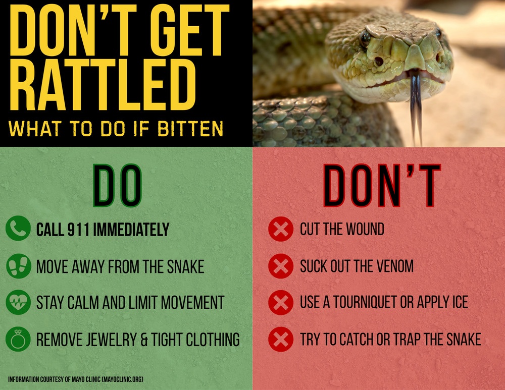 Don't Get Rattled: What to Do if Bitten
