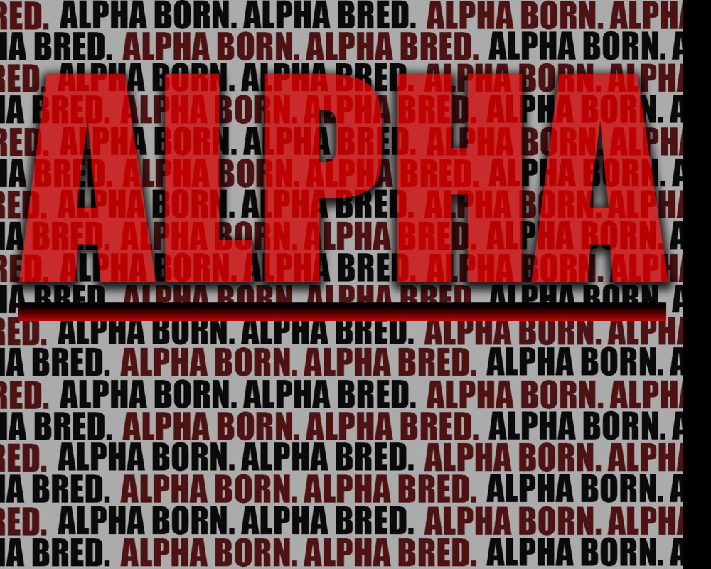 Alpha Company Social Media Carousel