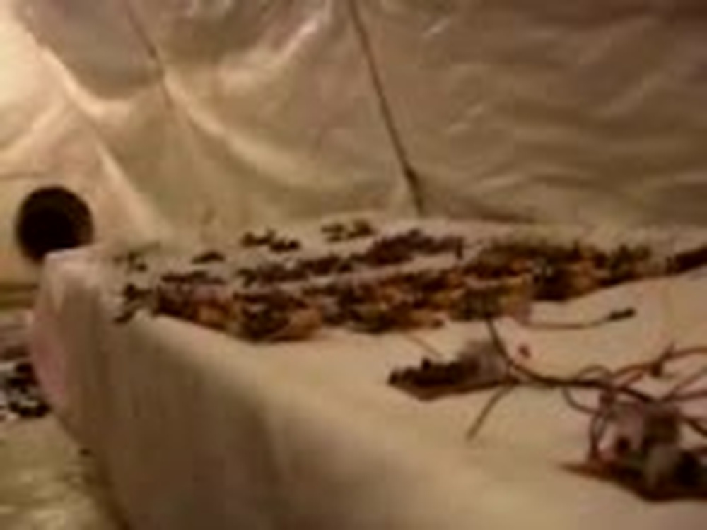 DVIDS - Video - Weapons Cache Inspection