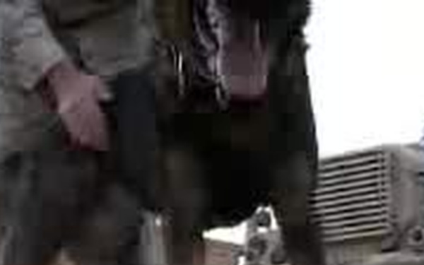 K-9s Relieve Stress in Combat Environment