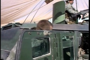 QRF 2-136 Bearcats Camp Fallujah, Iraq