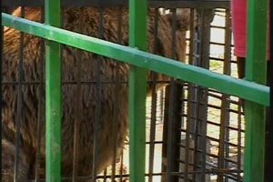 Baghdad Zoo