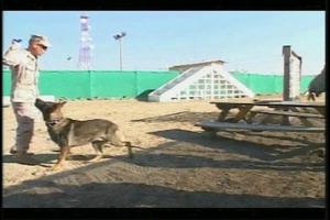 K-9 Recreation