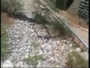 Tiger Woods Giveaway