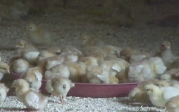 Operation Iraqi Freedom: Members of the U.S. Department of Agriculture Visi