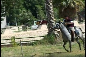 Arabian Horse Training