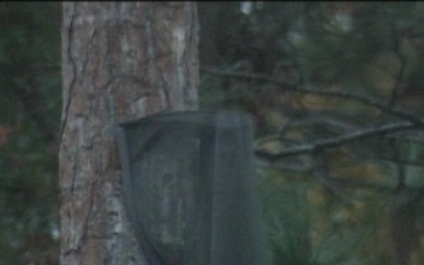 Air Force Report: Elgin Bird