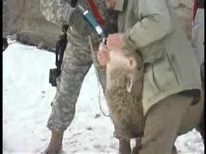 Medic Soldiers Treat Animals in Kosovo
