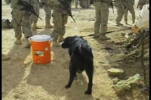 Military Working Dogs