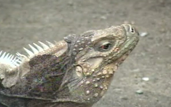 Camp America, Part 1