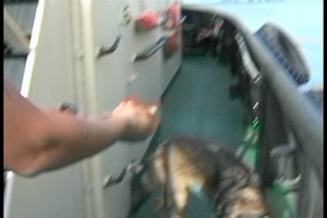Military Working Dog Searches Vehicles and Boats