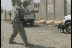 Military Working Dogs Package