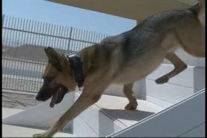 Air Force Report: Dogs of the Desert