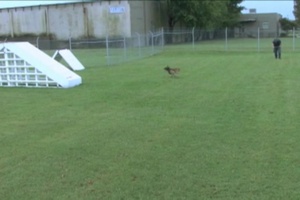 Daily News Update: Military Working Dogs on Naval Station Norfolk