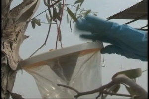 Air Force Report: Entomology