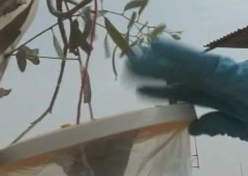 Air Force Report: Entomology