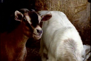 Goat Locker
