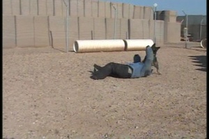 Military Working Dog Team Bite Work Training