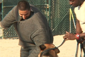 Camp Arifjan Military Working Dogs
