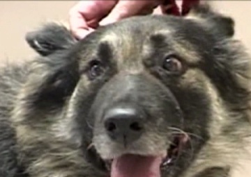 Daily News Update: Veterinary Clinic on NSA Bahrain