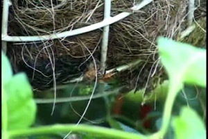 Small Friends of Guantanamo Bay