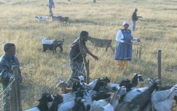 U.S. Soldiers Treat Animals With De-Worming Medication In Swaziland