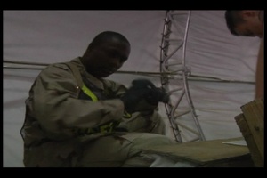 Navy Customs Inspectors
