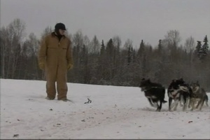 Air Force Report: Mushing Air Force