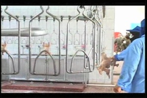 Poultry Processing Plant Opening
