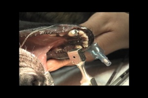 K-9's Day at the Dentist