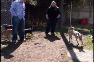 Daily News Update: PAWS