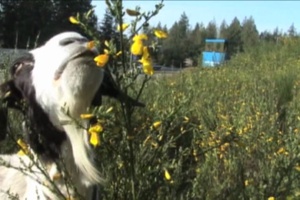Daily News Update: Kitsap Bangor Gone to the Goats