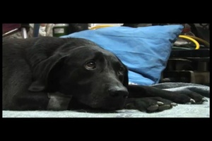 Injured IED Dog