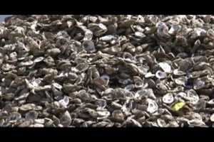 Daily News Update: Little Creek Cove Cleanup