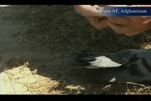 Air Force Report: Bird Strikes