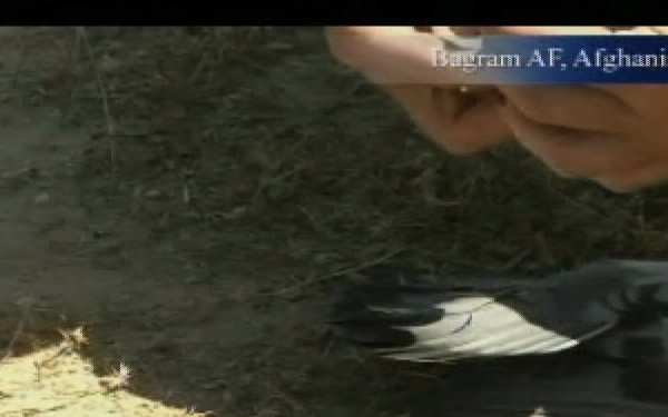 Air Force Report: Bird Strikes