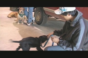 Veterinarian Care for Arctic Care 2010