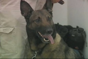 Vets Train Iraqis on Medical Care for Working Dogs