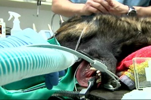 Two Minute Report - Canine Dental