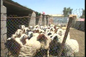 Farming Goodwill