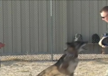 Rock Report: Military Working Dogs Provide Security at the 386th AEW