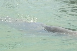 Sperm Whale Calf Rescued