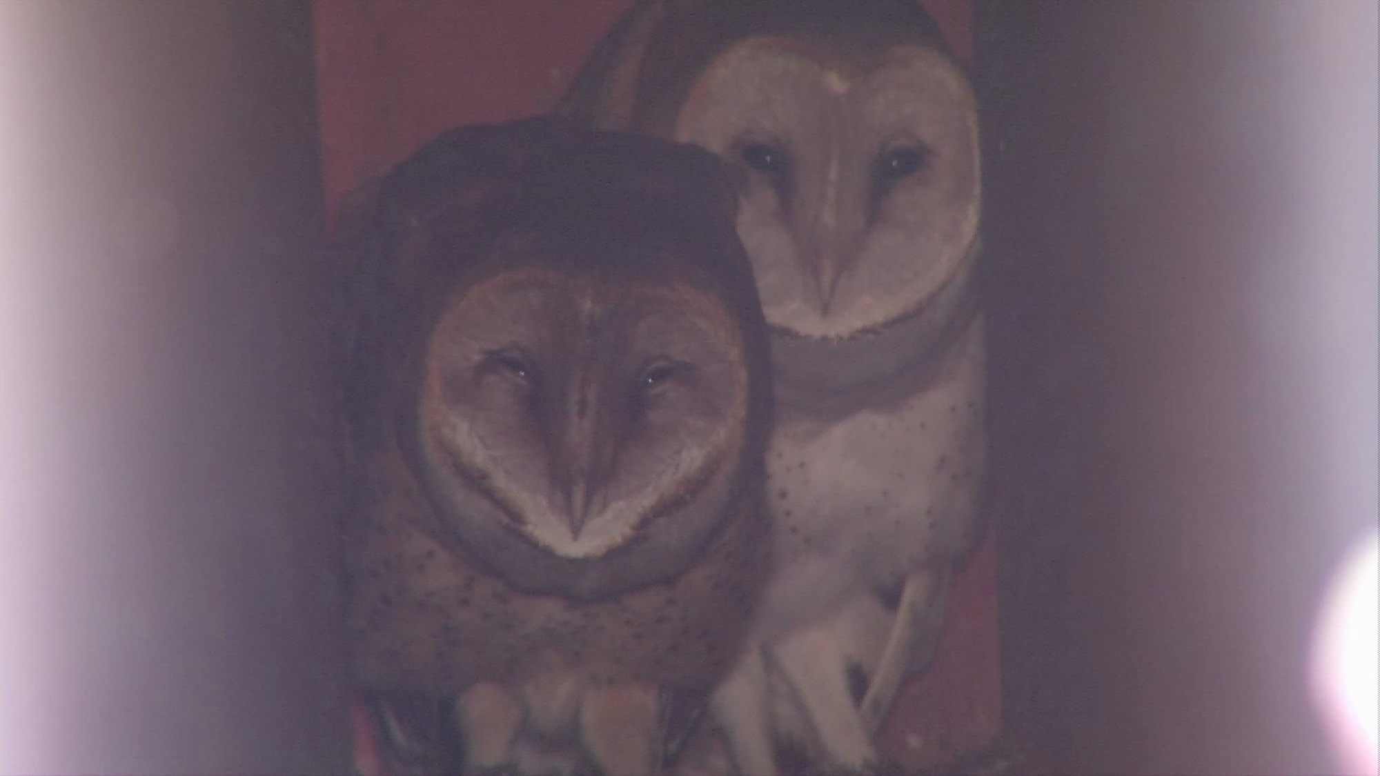 B-roll of how a family of barn owls, mom, dad and three babies have taken up residence inside hollow steel tubing in the 220 room Langley Air Force Base Visitors Lodging Facility during construction, causing construction workers to modify their plans to support the Migratory Bird Treaty Act, which protects birds to go through their natural nesting cycle. Scenes include various work being done on the facility and the owls in their nest. Produced by Patrick Bloodgood. Also see &quot;Owls move into new Air Force Lodging Facility&quot; in the package section.<br />Also available in high definition.